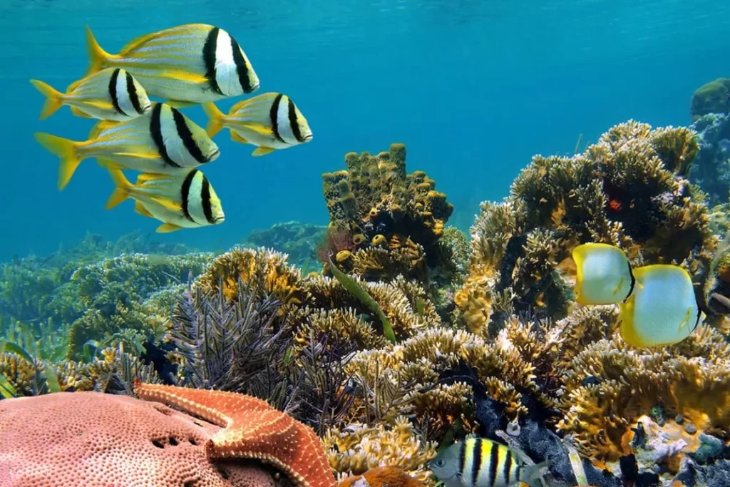 Punya Hobi Snorkeling? Pulau Menjangan Adalah Spot Tepat!