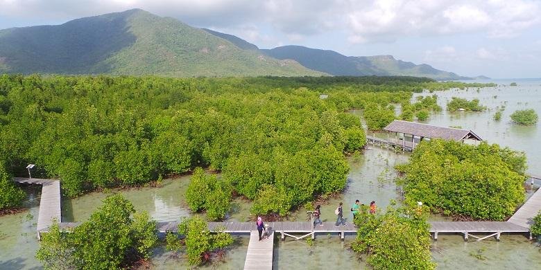 Trekking Sekaligus Menikmati Alam? Hutan Mangrove Kemujan Jawabannya