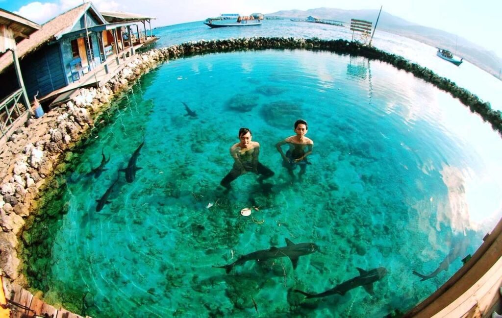 Berenang Bersama Hiu di Pulau Karimunjawa, Kenapa Tidak?