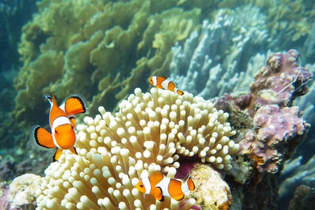 Eksplorasi Bawah Laut Karimunjawa dan Nikmati Keindahannya